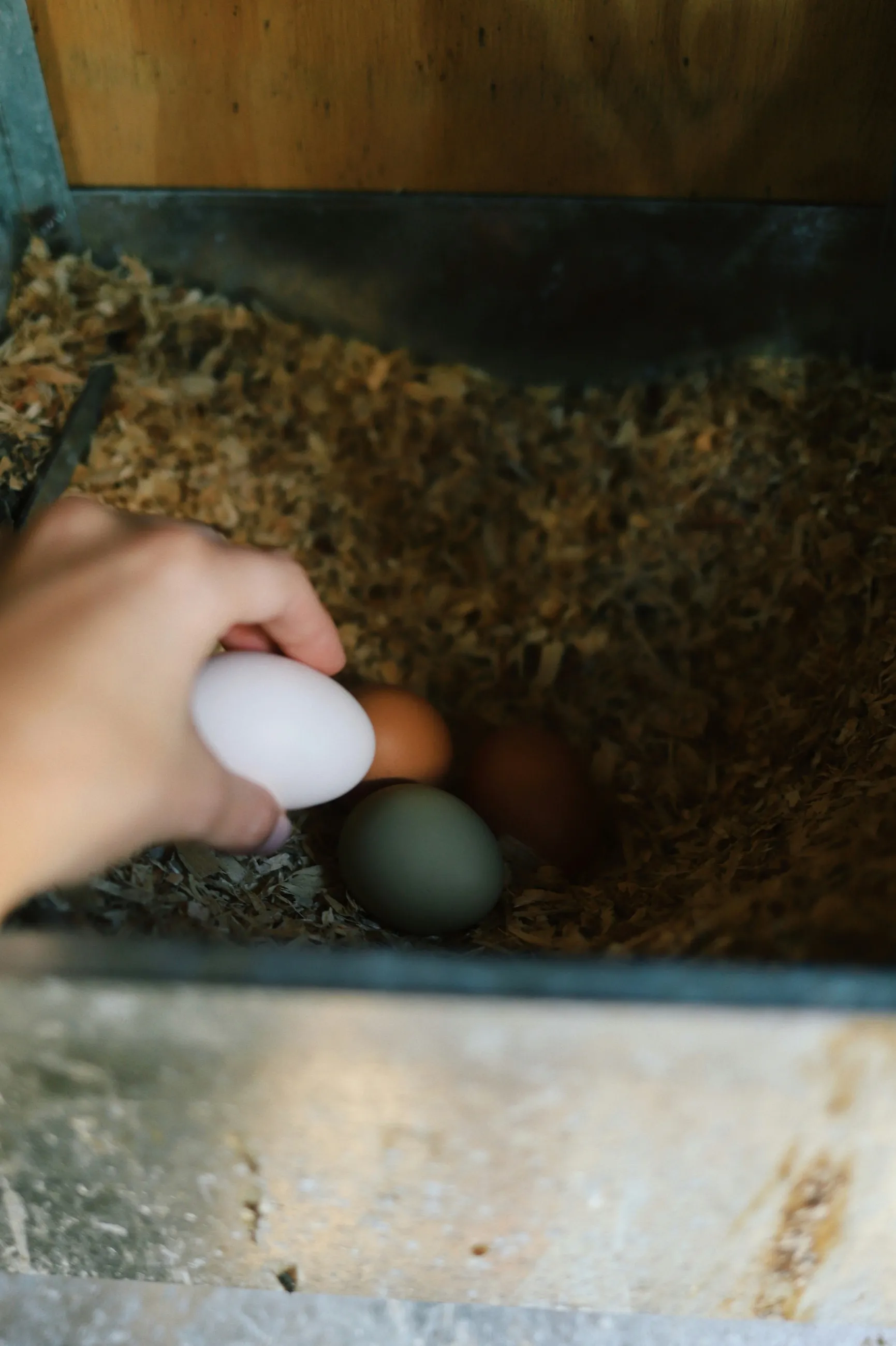 Children collecting fresh eggs from the basket