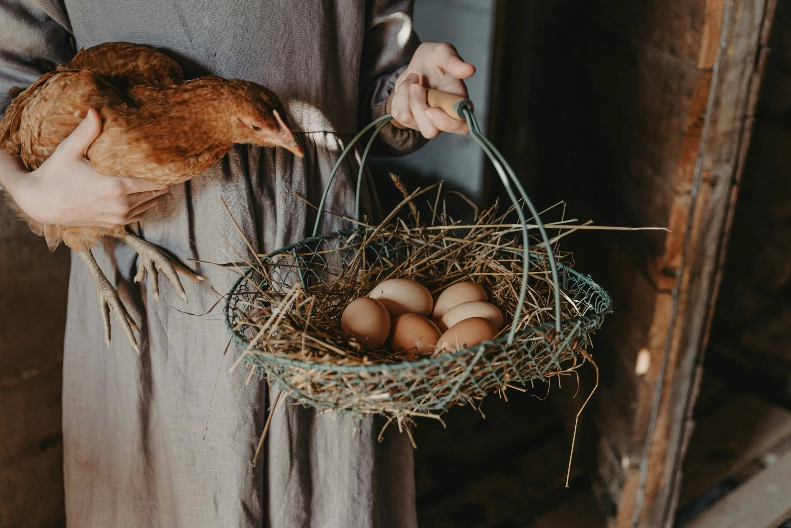 Collecting eggs at the chicken coop