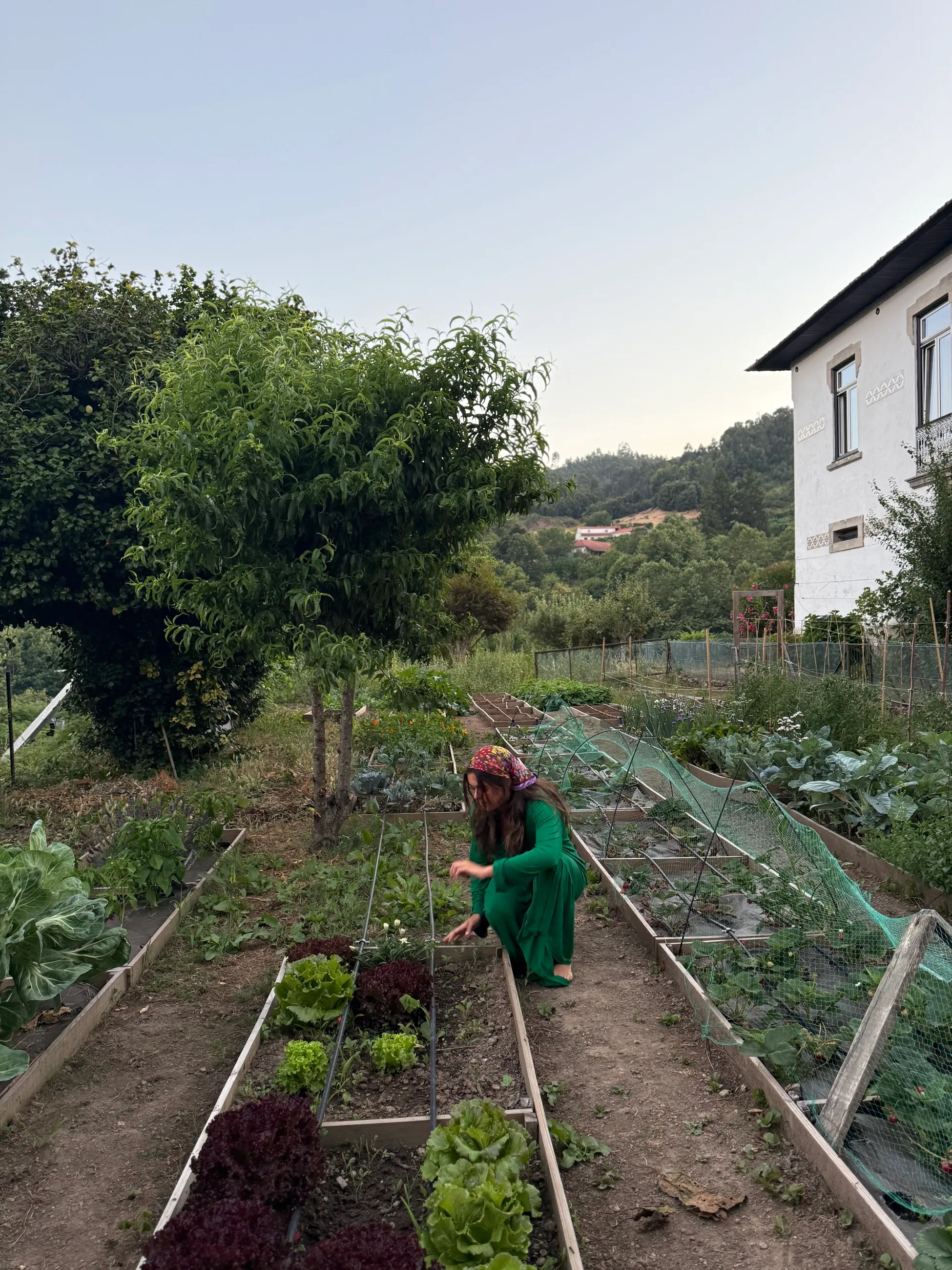 The organic vegetable garden