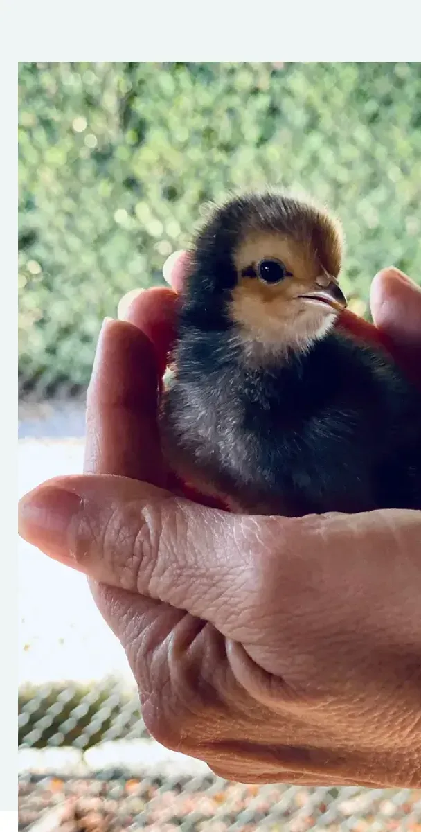 A tiny black-and-gold chick held gently in two hands