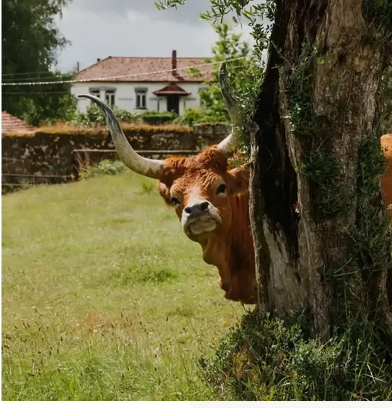 A long-horned cow peeking from behind a tree in a green field, farmhouse behind