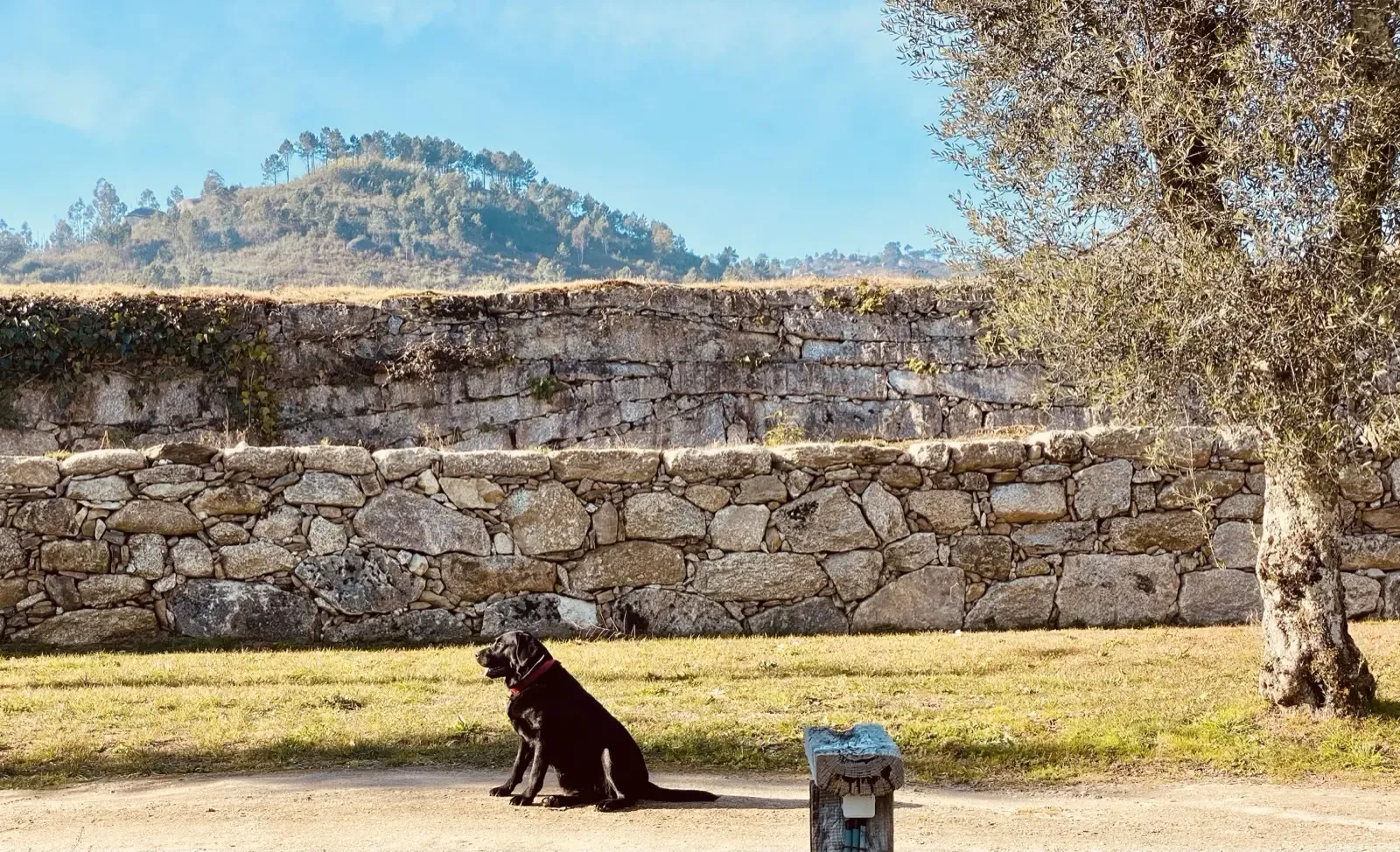 A pet-friendly farmhouse